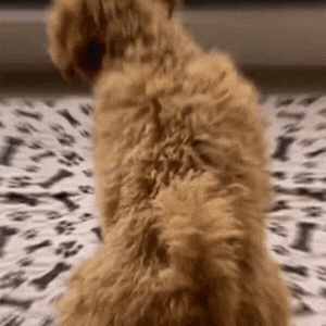 🐶😸Premium Reusable Super Absorbent PuppyPad🐾 (Kitten & Other Pets)