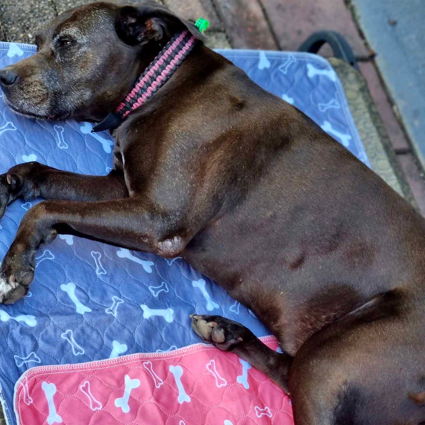 🐶😸Premium Reusable Super Absorbent PuppyPad🐾 (Kitten & Other Pets)