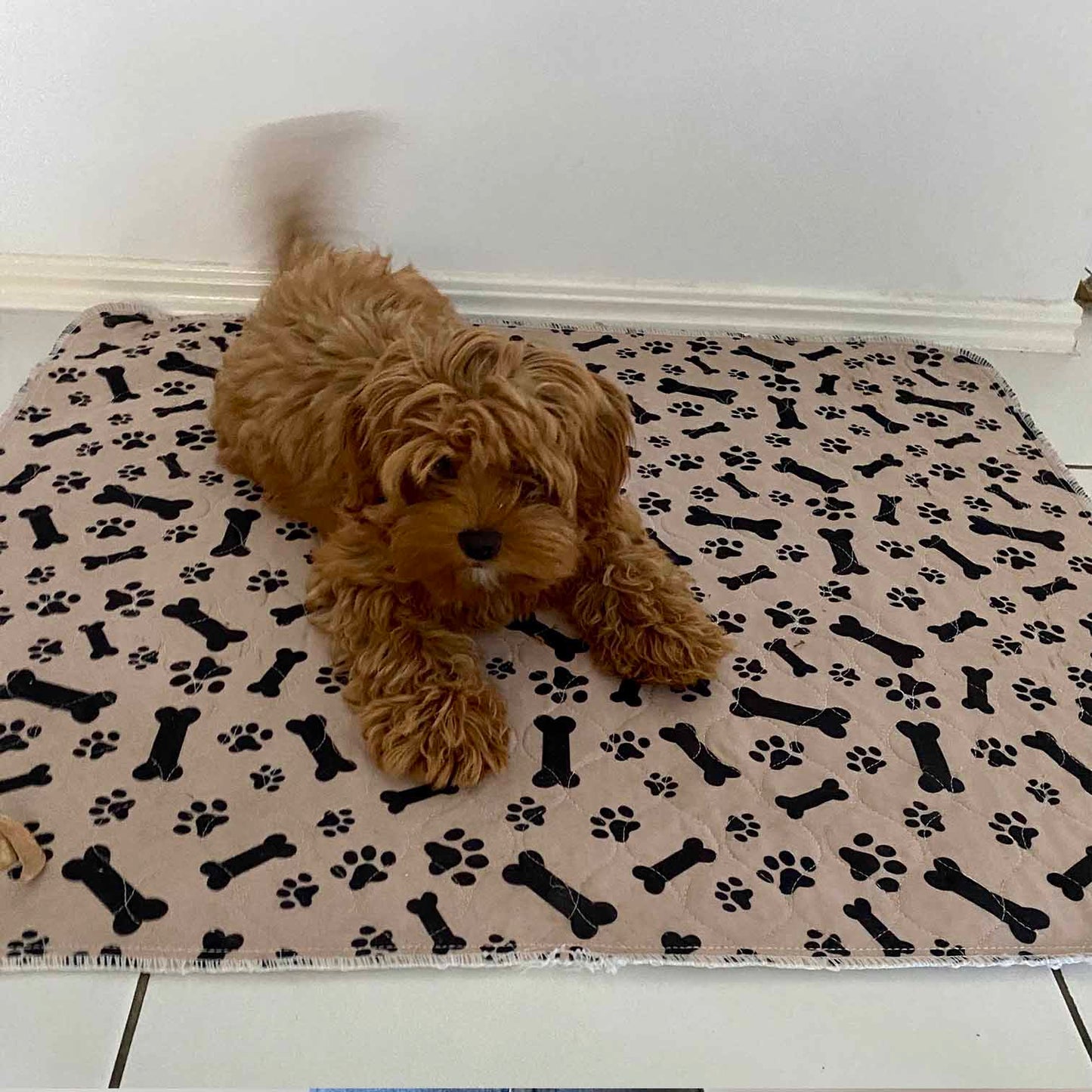 🐶😸Premium Reusable Super Absorbent PuppyPad🐾 (Kitten & Other Pets)